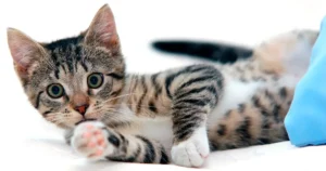 Imagen banner de gato gris con manchas blancas en el pecho y patas, acostado mirando de frente.