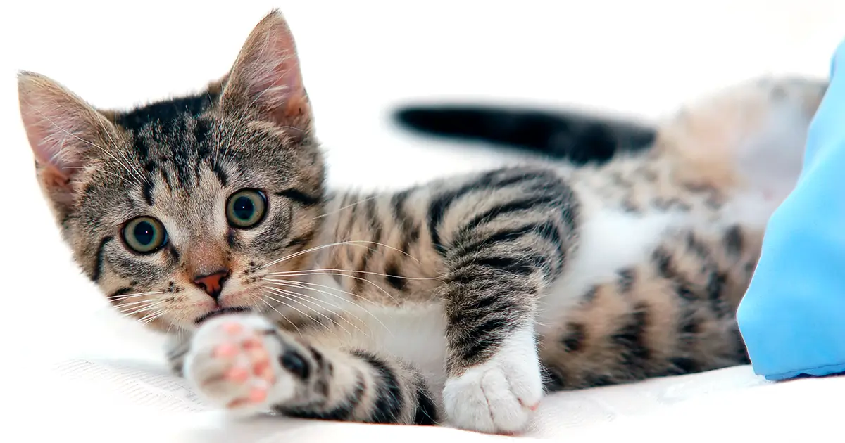 Imagen banner de gato gris con manchas blancas en el pecho y patas, acostado mirando de frente.